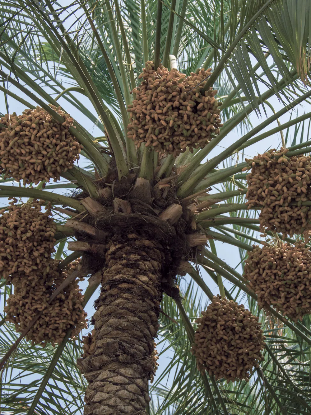 Palmera datilera - Cultivo y fertilización del dátil