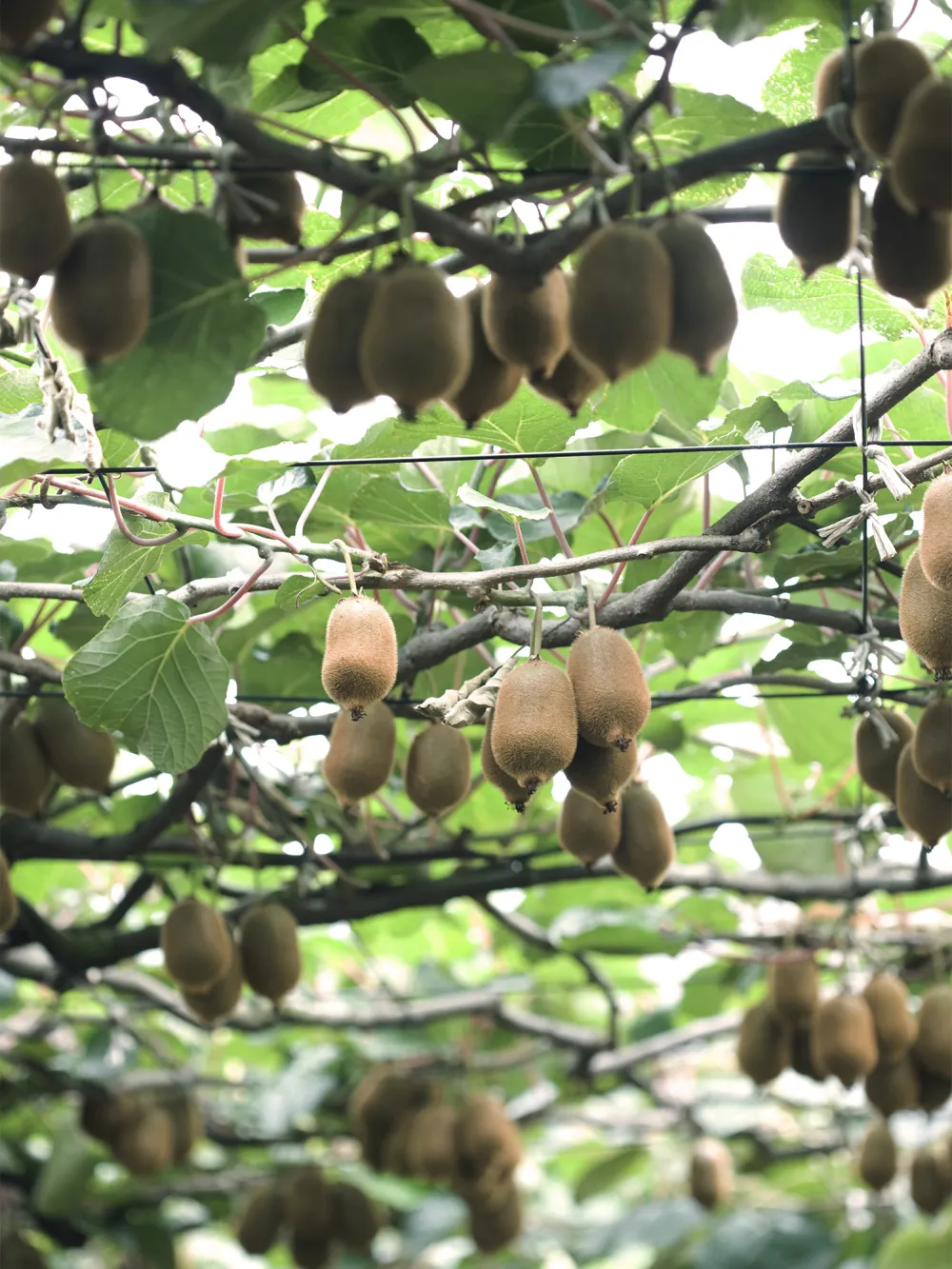 Kiwi - Cultivo y fertilización