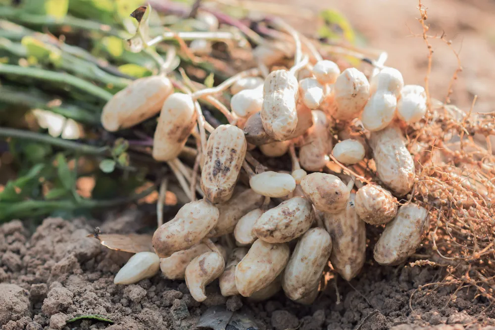 Cacahuetes - Cultivo y fertilización