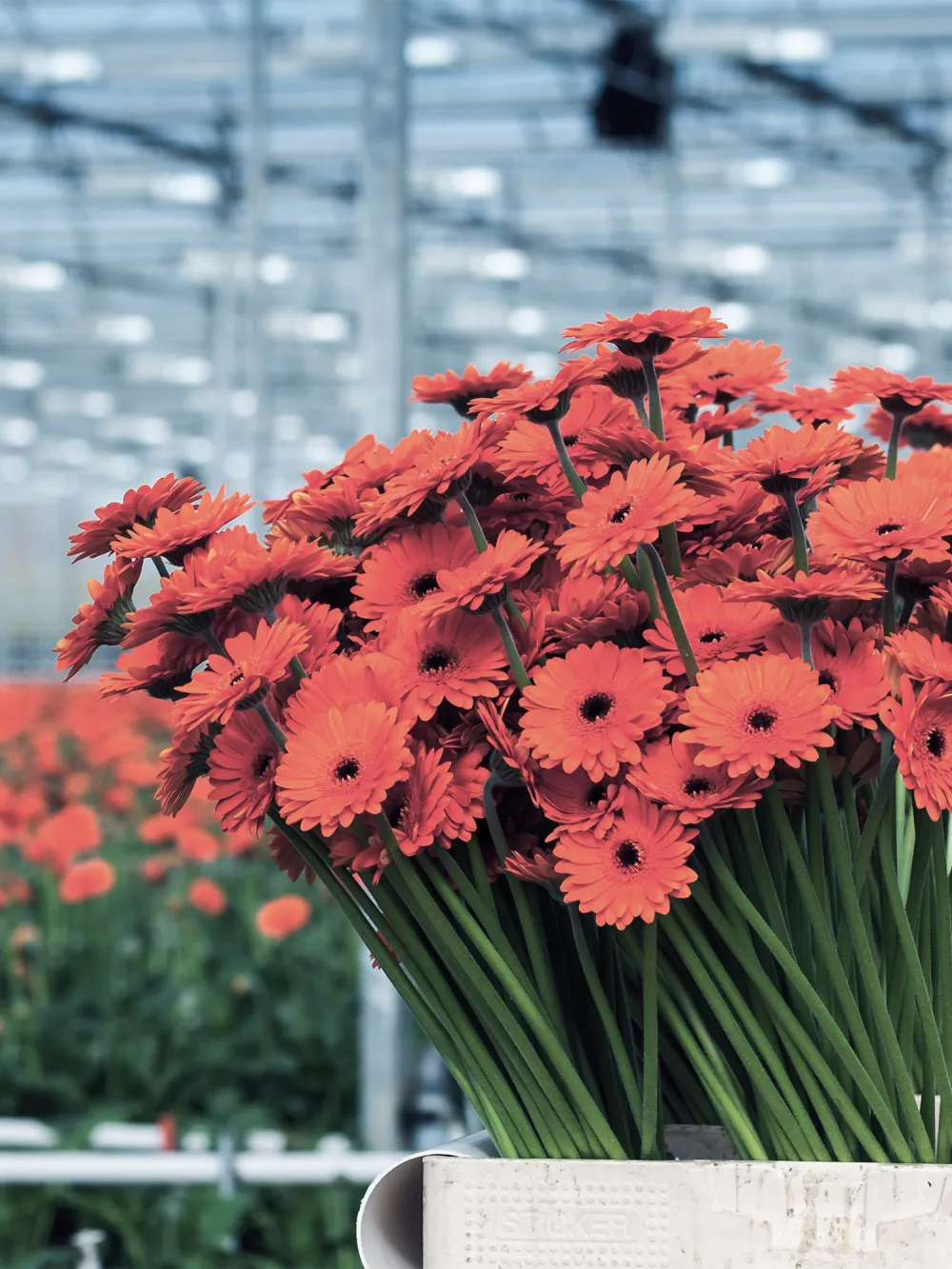 Plantas ornamentales - Cultivo y fertilización de planta ornamental para flor cortada