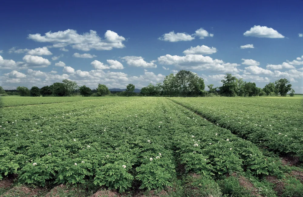 field crops potatoes h