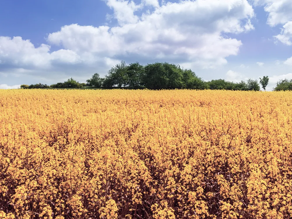 field crops rapeseed_h