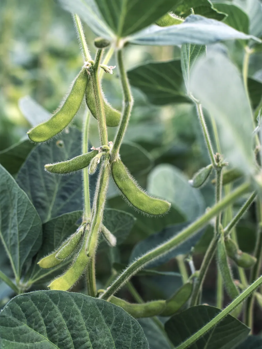 field crops soybeans_v