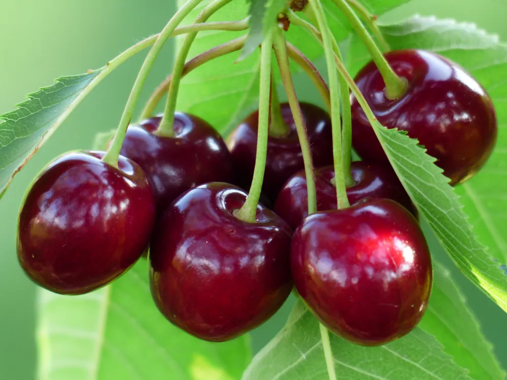 stone fruits cherry-h
