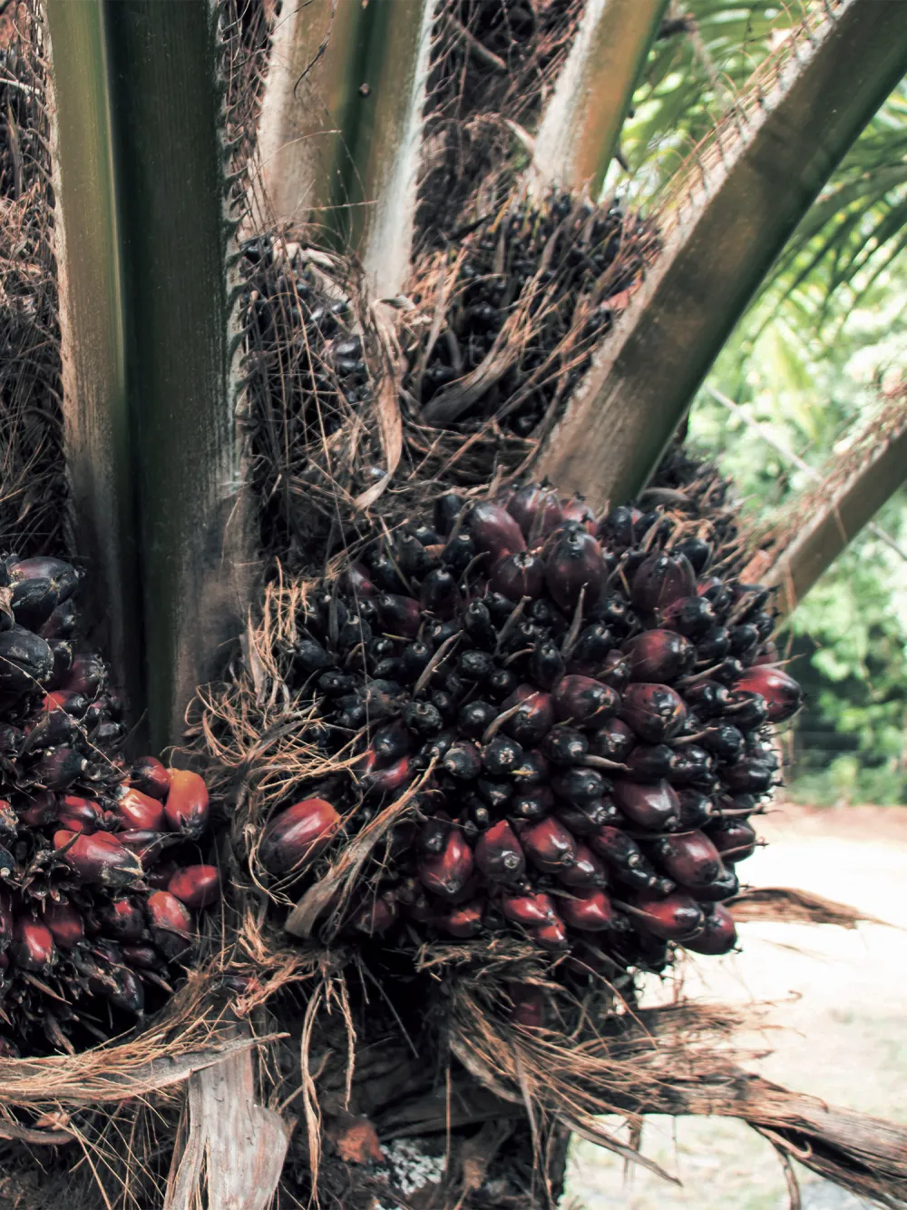 fruits oil palm-v