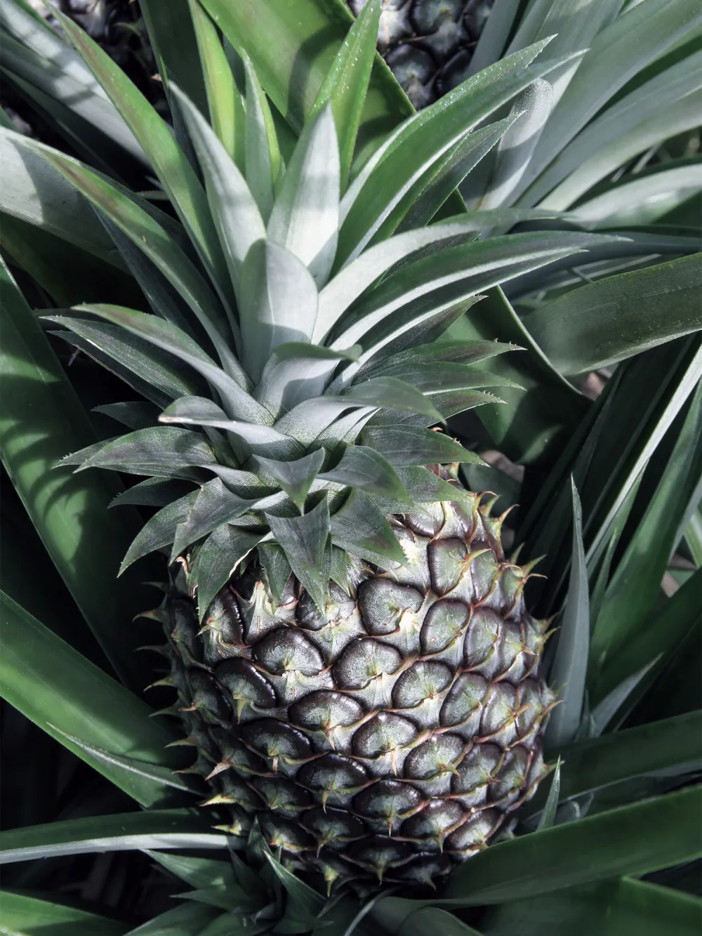 fruits pineapple-v