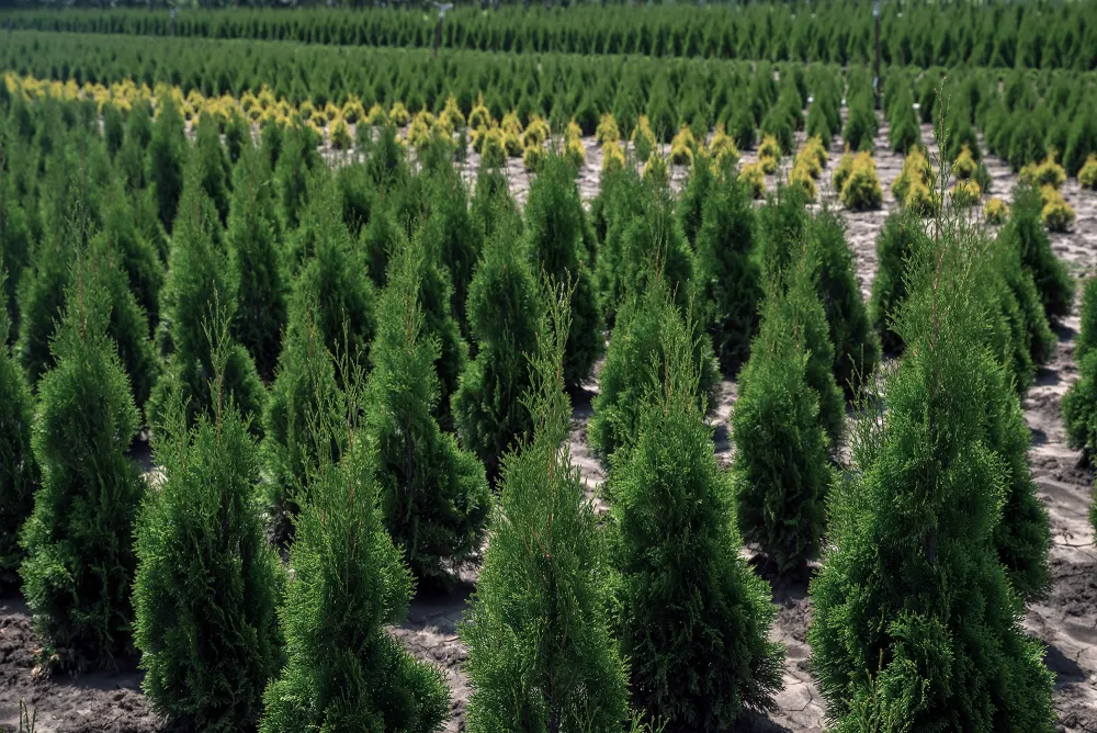 nursery-ornamentals-trees-h