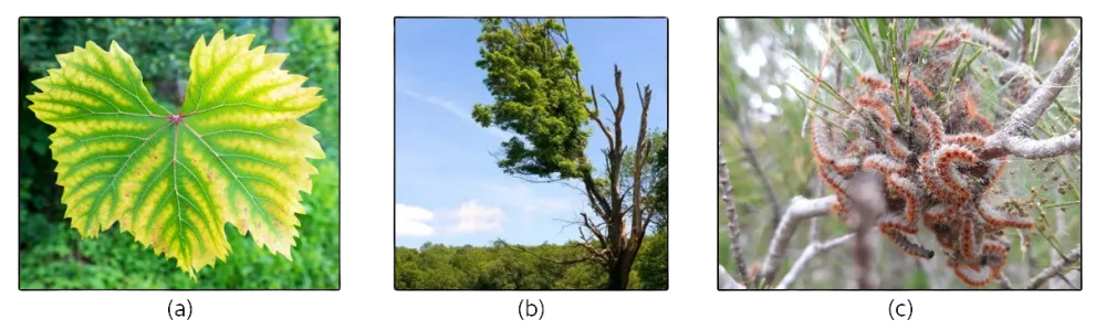 Les conséquences d’un mauvais entretien des arbres