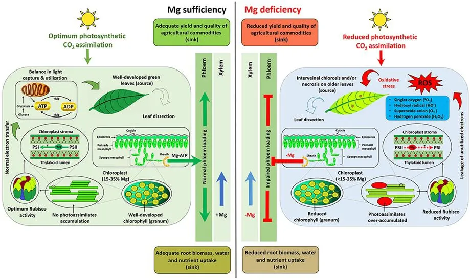 compo-expert-diagrama-magnesio-nutrientes-plantas.jpeg