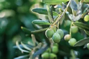 fruits olives-title