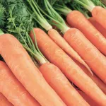 vegetables-carrots-v