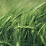 field crops barley title