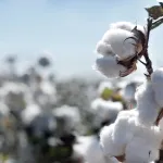 field crops cotton title