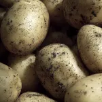 field crops potatoes title