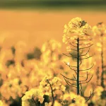 field crops rapeseed_title
