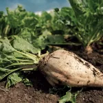 field crops sugar beet_title