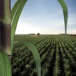 field crops sugarcane_title