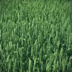 field crops wheat_title