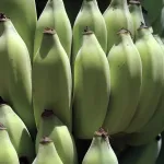 fruits banana-title