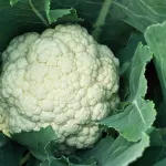 vegetables-cabbages-brassica-title