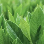 nursery-ornamentals-container plants-title