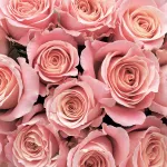 nursery-ornamentals-cut flowers-title