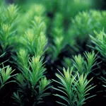 nursery-forestry-title