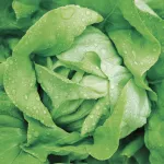 vegetables-lettuce-title