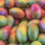 fruits mango-title