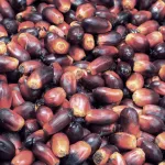 fruits oil palm-title