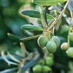 fruits olives-title