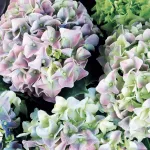 nursery-ornamentals-ornamental plants-title
