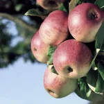 pome fruits apple-title