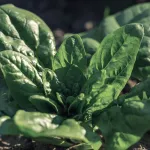 vegetables-spinach-title