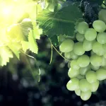 fruits grapes (table)-title