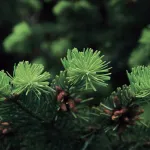 nursery-ornamentals-trees-title