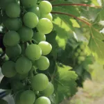 fruits grapes (wine)-title