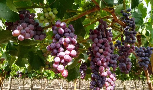 Uvas Rojas