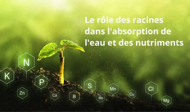 rôle racines absorption éléments nutritifs et eau_intro