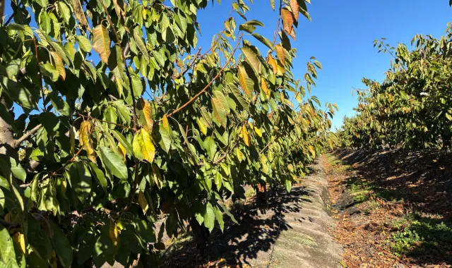 Compo Expert Fertilizantes Como proteger cultivos