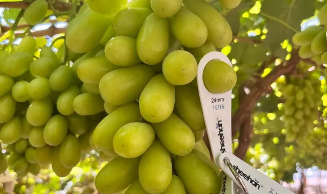 magnesio nutriente esencial para plantas compo expert