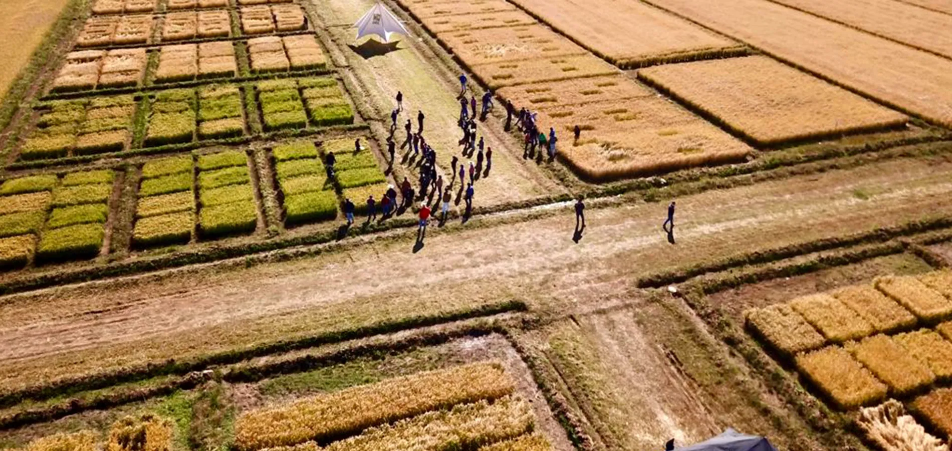 Primer Encuentro del Arroz - Portada