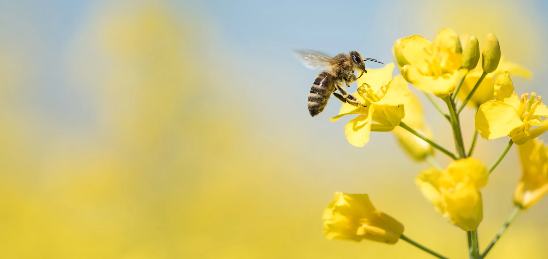 Sustainability Teaser