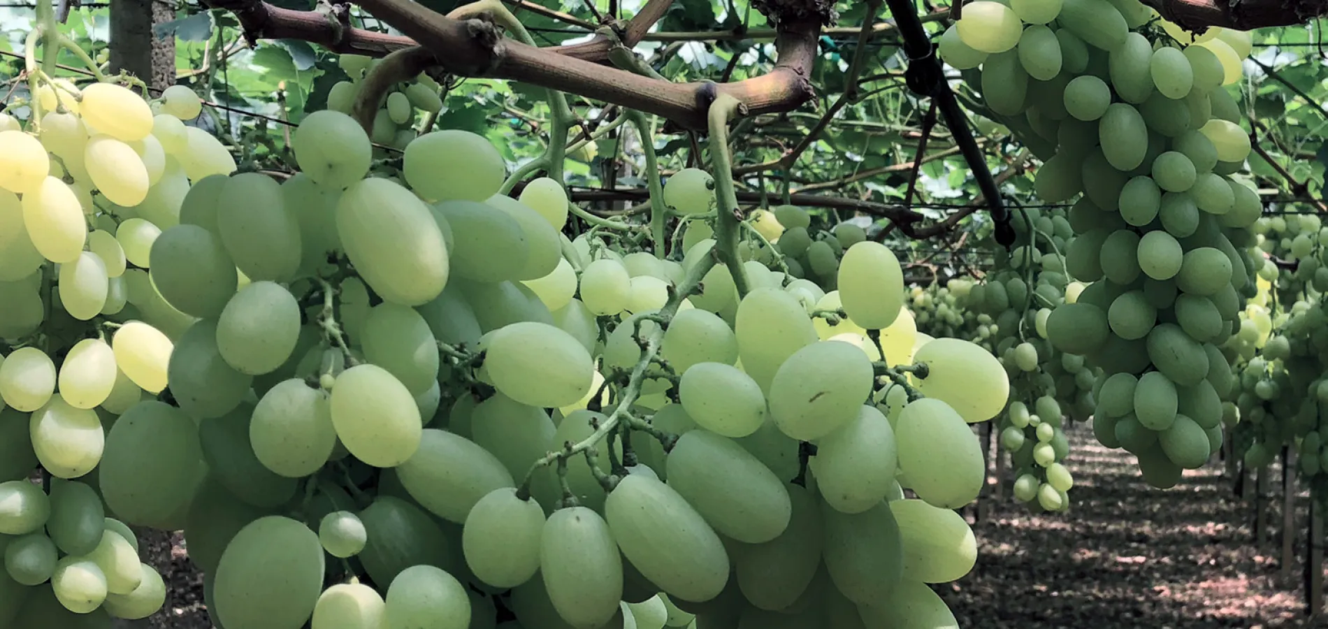 fruits grapes (table)-v