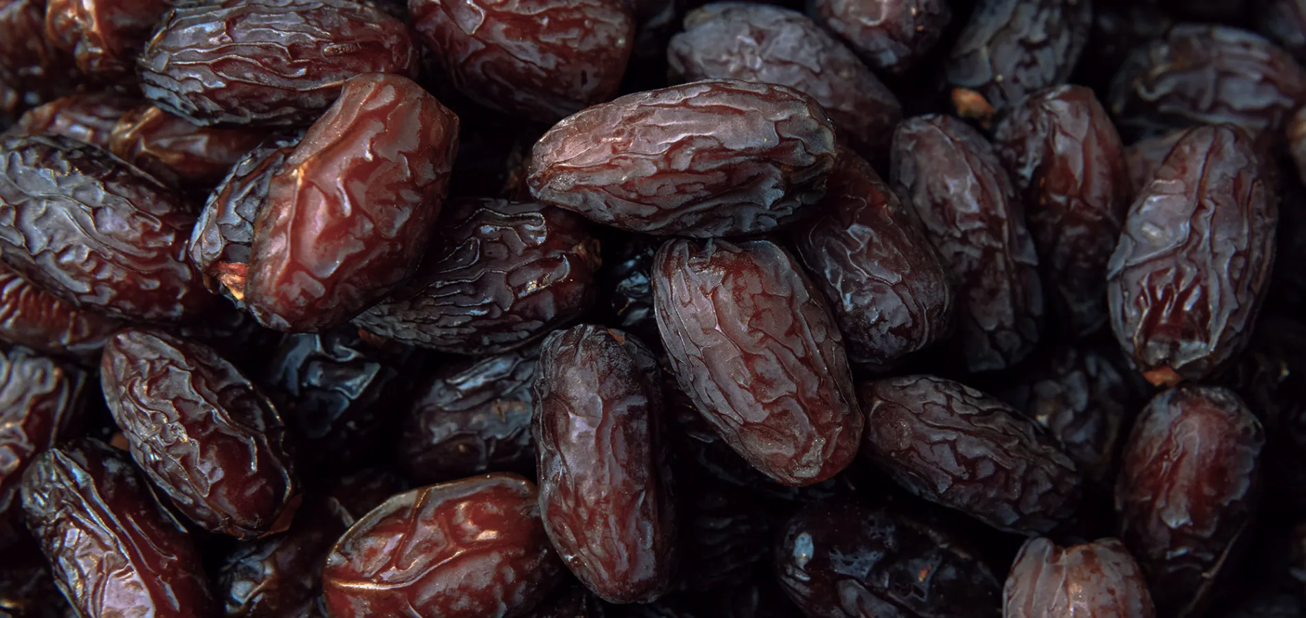 Palmera datilera - Fertilizantes y bioestimulantes para el cultivo del dátil