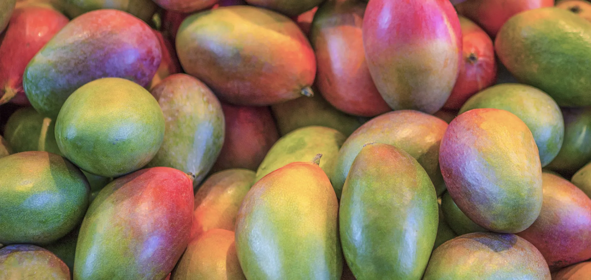 Fertilizantes y bioestimulantes para el cultivo de mango