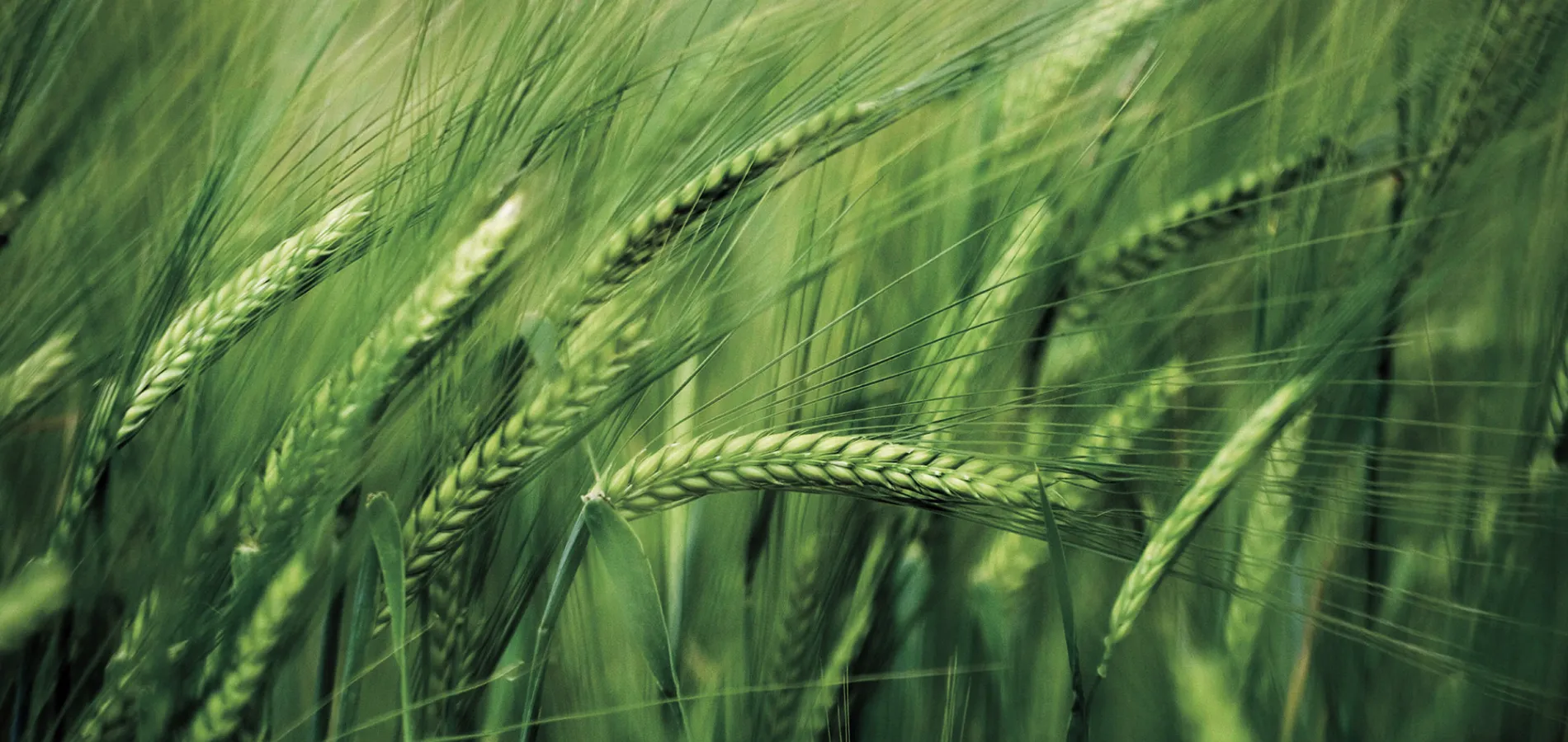 field crops barley title