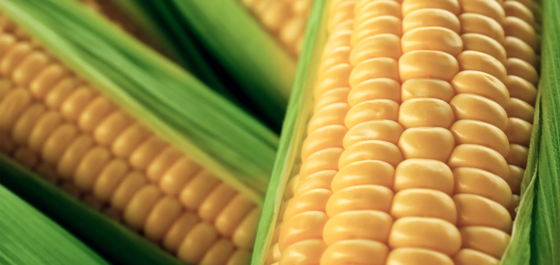 field crops corn title