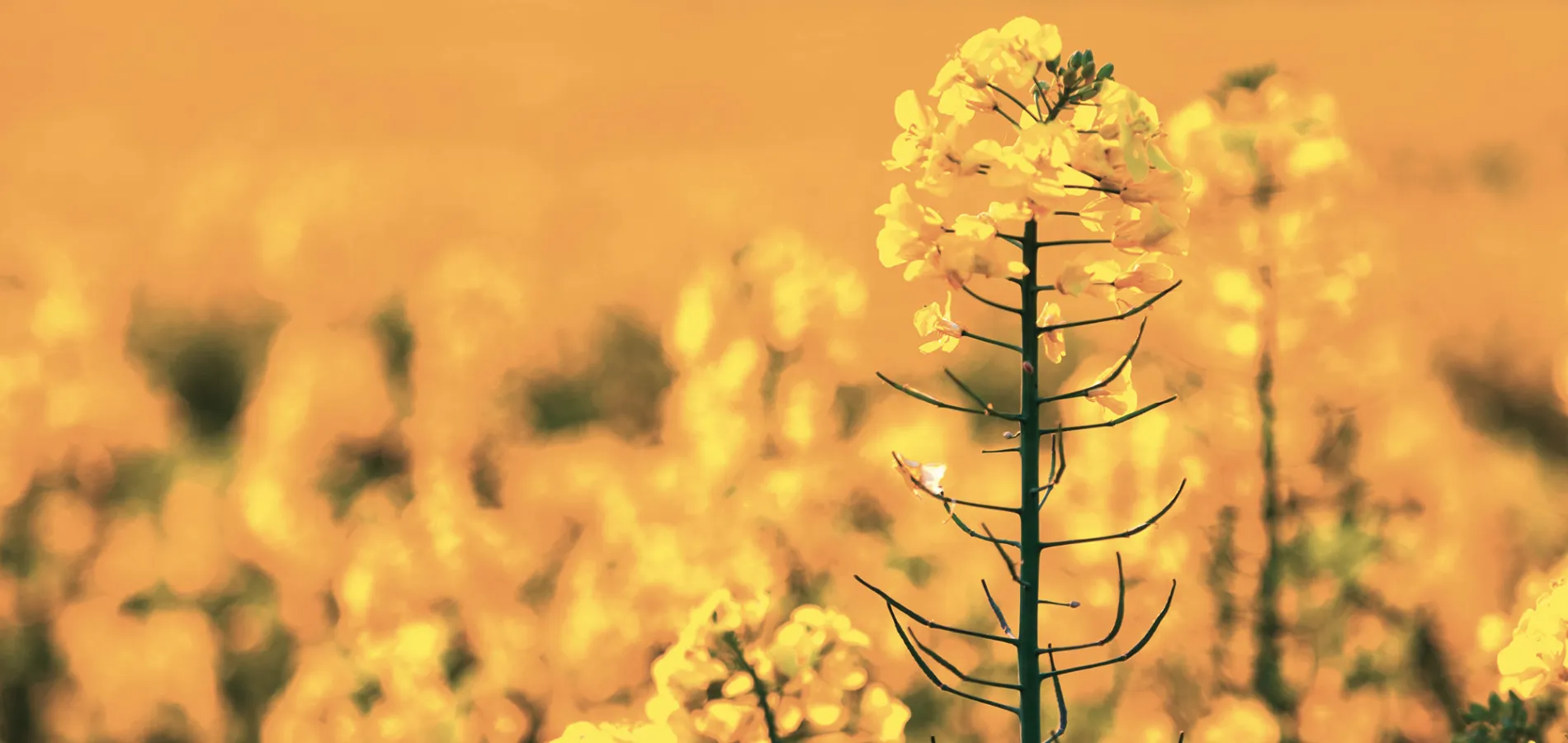 field crops rapeseed_title