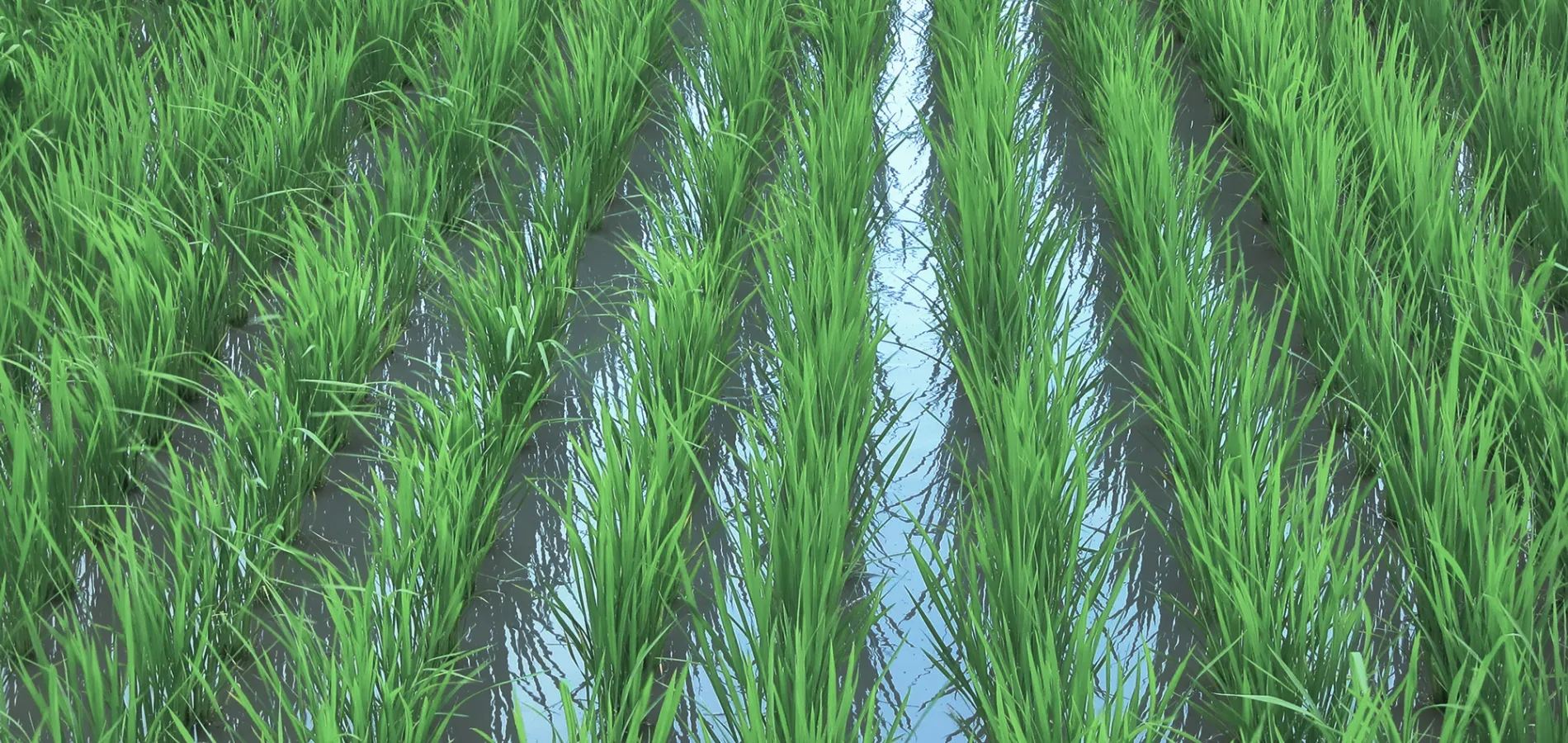 field crops rice_title